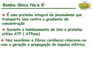❖ É uma proteína integral da plasmalema que
transporta íons contra o gradiente de
concentração
❖ Durante o bombeamento de íons a proteína
utiliza ATP ( ATPase)
❖ Nos neurônios e fibras cardíacas relaciona-se
com a geração e propagação do impulso elétrico
Bomba iônica Na+
e K+
 