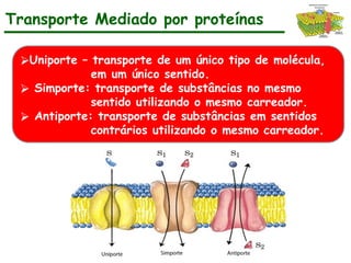 Transporte Mediado por proteínas
⮚Uniporte – transporte de um único tipo de molécula,
em um único sentido.
⮚ Simporte: transporte de substâncias no mesmo
sentido utilizando o mesmo carreador.
⮚ Antiporte: transporte de substâncias em sentidos
contrários utilizando o mesmo carreador.
 