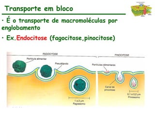 • É o transporte de macromoléculas por
englobamento
• Ex.Endocitose (fagocitose,pinocitose)
Transporte em bloco
 