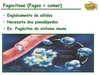 • Englobamento de sólidos
• Necessita dos pseudópodos
• Ex. Fagócitos do sistema imune
Fagocitose (Fagos = comer)
 
