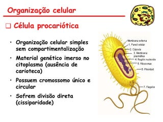 • Organização celular simples
sem compartimentalização
• Material genético imerso no
citoplasma (ausência de
carioteca)
• Possuem cromossomo único e
circular
• Sofrem divisão direta
(cissiparidade)
Organização celular
❑ Célula procariótica
 