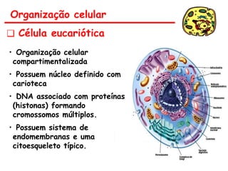 Organização celular
❑ Célula eucariótica
• Organização celular
compartimentalizada
• Possuem núcleo definido com
carioteca
• DNA associado com proteínas
(histonas) formando
cromossomos múltiplos.
• Possuem sistema de
endomembranas e uma
citoesqueleto típico.
 
