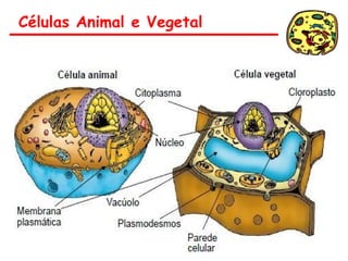 Células Animal e Vegetal
 
