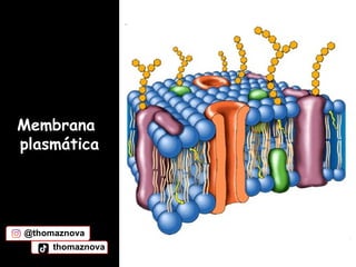 Membrana
plasmática
@thomaznova
thomaznova
 