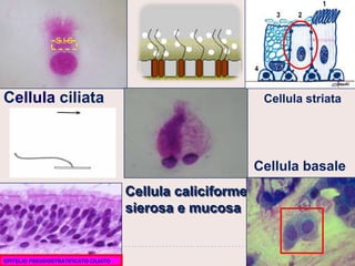La citologia nasale PPT