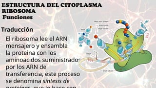 Estructura y Funciones de los Ribosomas en la Célula | PPTX