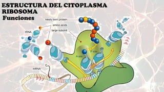 Estructura y Funciones de los Ribosomas en la Célula | PPTX