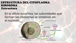 Estructura y Funciones de los Ribosomas en la Célula | PPTX