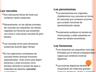 Las vacuolas
•Son estructuras llenas de fluido que
contienen varias sustancias.
•Generalmente, en las células animales,
las vacuolas son pequeñas; las células
vegetales es frecuente que presenten
una única o unas pocas vacuolas de gran
tamaño.
•Las vacuolas sirven para almacenar
sustancias durante algún tiempo.
•En los organismos unicelulares las
vacuolas tienen diversas funciones
especializadas. Unas sirven para digerir
alimentos y otras funcionan como
bombas retirando el exceso de agua o
materiales de desecho (vacuolas
Los peroxisomas
•Los peroxisomas son organelos
citoplásmicos muy comunes en forma
de vesículas que contienen enzimas
que cumplen funciones de
desintoxificación celular.
•Inicialmente recibieron el nombre de
microcuerpos y están presentes en
todas las células eucarioticas.
Los lisosomas
•Los lisosomas son pequeñas vesículas
formadas por el retículo endoplasmático
rugoso que contienen enzimas
digestivas.
•Las enzimas digestivas facilitan el
rompimiento de moléculas grandes
 
