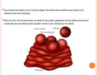 •Los lisosomas tienen como función digerir las partículas extrañas que entran a la
células como las bacterias.
•Otra función de los lisosomas es destruir las partes gastadas de las células donde los
productos de esa destrucción pueden volver a ser usados por la célula.
 
