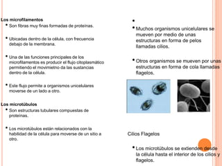 Los microfilamentos
• Son fibras muy finas formadas de proteínas.
• Ubicadas dentro de la célula, con frecuencia
debajo de la membrana.
• Una de las funciones principales de los
microfilamentos es producir el flujo citoplasmático
permitiendo el movimietno da las sustancias
dentro de la célula.
• Este flujo permite a organismos unicelulares
moverse de un lado a otro.
Los microtúbulos
• Son estructuras tubulares compuestas de
proteínas.
• Los microtúbulos están relacionados con la
habilidad de la célula para moverse de un sitio a
otro.
•
•Muchos organismos unicelulares se
mueven por medio de unas
estructuras en forma de pelos
llamadas cilios.
•Otros organismos se mueven por unas
estructuras en forma de cola llamadas
flagelos.
Cilios Flagelos
•Los microtúbulos se extienden desde
la célula hasta el interior de los cilios y
flagelos.
 
