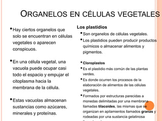 ORGANELOS EN CÉLULAS VEGETALES
•Hay ciertos organelos que
solo se encuentran en células
vegetales o aparecen
conspicuos.
•En una célula vegetal, una
vacuola puede ocupar casi
todo el espacio y empujar el
citoplasma hacia la
membrana de la célula.
•Estas vacuolas almacenan
sustancias como azúcares,
minerales y proteínas.
Los plastidios
•Son organelos de células vegetales.
•Los plastidios pueden producir productos
químicos o almacenar alimentos y
pigmentos.
•Cloroplastos
•Es el plastidio más común de las plantas
verdes.
•Es donde ocurren los procesos de la
elaboración de alimentos de las células
vegetales.
•Formados por estructuras parecidas a
monedas delimitadas por una membrana
llamadas tilacoides, las mismas que se
organizan en apilamientos llamados granas y
rodeadas por una sustancia gelatinosa
 