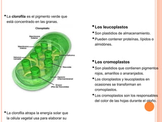 •La clorofila es el pigmento verde que
está concentrado en las granas.
•La clorofila atrapa la energía solar que
la célula vegetal usa para elaborar su
•Los leucoplastos
•Son plastidios de almacenamiento.
•Pueden contener proteínas, lípidos o
almidónes.
•Los cromoplastos
•Son plastidios que contienen pigmentos
rojos, amarillos o anaranjados.
•Los cloroplastos y leucoplastos en
ocasiones se transforman en
cromoplastos.
•Los cromoplastos son los responsables
del color de las hojas durante el otoño.
 