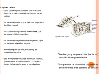 La pared celular
• Toda célula vegetal contiene una estructura
fuera de la membrana celular llamada pared
celular.
• La pared celular es la que da forma y rigidez a
la célula vegetal.
• Se compone mayormente de celulosa, que
es un carbohidrato complejo.
• La pared celular puede contener pectina, que
da fortaleza a la célula vegetal.
• Permite el paso del aire, del agua y de
materiales disueltos.
• Las membranas celulares de células vecinas,
pueden estar en contacto unas con otras a
través de las aberturas en la pared celular.
•Los hongos y los procariotas (bacterias)
también tienen pared celular.
•Las paredes de las células procarióticas
son diferentes a las del resto de células.
 