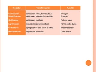 Carácter Transformación Función
Cutinización
Suberificación
Gelificación
Lignificación
Cerificación
Mineralización
celulosa en cutina, forma cutícula
celulosa en suberina, forma súber
celulosa en mucílago
incrustación de lignina (dura)
agregación de cera sobre la cutina
depósito de minerales
Proteger
Proteger
Retener agua
Forma partes duras
Impermeabilizar
Darle dureza
 
