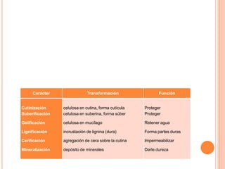 Carácter Transformación Función
Cutinización
Suberificación
Gelificación
Lignificación
Cerificación
Mineralización
celulosa en cutina, forma cutícula
celulosa en suberina, forma súber
celulosa en mucílago
incrustación de lignina (dura)
agregación de cera sobre la cutina
depósito de minerales
Proteger
Proteger
Retener agua
Forma partes duras
Impermeabilizar
Darle dureza
 
