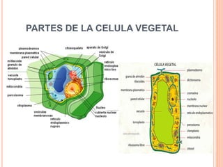PARTES DE LA CELULA VEGETAL
 