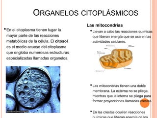 ORGANELOS CITOPLÁSMICOS
•En el citoplasma tienen lugar la
mayor parte de las reacciones
metabólicas de la célula. El citosol
es el medio acuoso del citoplasma
que engloba numerosas estructuras
especializadas llamadas organelos.
Las mitocondrias
•Llevan a cabo las reacciones químicas
que liberan energía que se usa en las
actividades celulares.
•Las mitocondrias tienen una doble
membrana. La externa no se pliega,
mientras que la interna se pliega para
formar proyecciones llamadas crestas.
•En las crestas ocurren reacciones
 