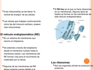 •A las mitocondrias se les llama “la
central de energía” de las células.
•Las células que trabajan continuamente
como las del músculo cardíaco, poseen
más mitocondrias.
El retículo endoplasmático (RE)
•Es un sistema de membranas que
recorre el citoplasma.
•Se extiende a través del citoplasma
desde la membrana nuclear hasta la
membrana celular. Las membranas del
RE forman vías para el movimiento de
materiales por la célula.
•Algunas de las membranas del RE
•El RE liso es el que no tiene ribosomas
en su membranas. Algunos tipos de
lípidos se forman en las membranas de
este retículo endoplasmático.
Los ribosomas
•Son los organelos donde se producen las
proteínas.
 