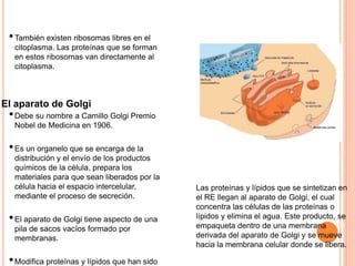 •También existen ribosomas libres en el
citoplasma. Las proteínas que se forman
en estos ribosomas van directamente al
citoplasma.
El aparato de Golgi
•Debe su nombre a Camillo Golgi Premio
Nobel de Medicina en 1906.
•Es un organelo que se encarga de la
distribución y el envío de los productos
químicos de la célula, prepara los
materiales para que sean liberados por la
célula hacia el espacio intercelular,
mediante el proceso de secreción.
•El aparato de Golgi tiene aspecto de una
pila de sacos vacíos formado por
membranas.
•Modifica proteínas y lípidos que han sido
Las proteínas y lípidos que se sintetizan en
el RE llegan al aparato de Golgi, el cual
concentra las células de las proteínas o
lípidos y elimina el agua. Este producto, se
empaqueta dentro de una membrana
derivada del aparato de Golgi y se mueve
hacia la membrana celular donde se libera.
 