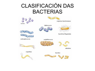 CLASIFICACIÓN DAS BACTERIAS 