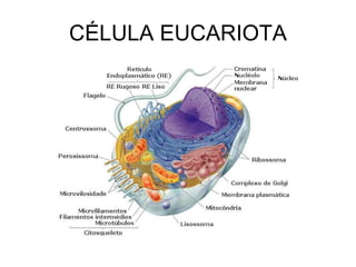 CÉLULA EUCARIOTA 