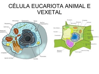 CÉLULA EUCARIOTA ANIMAL E VEXETAL 