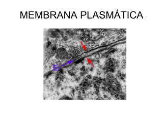 MEMBRANA PLASMÁTICA 