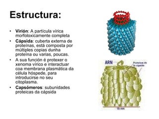 Estructura: Virión : A partícula vírica morfoloxicamente completa Cápsida : cuberta externa de proteínas, está composta por múltiples copias dunha proteína ou varias, poucas. A sua función é protexer o xenoma vírico e interactuar coa membrana plasmática da célula hóspede, para introducirse no seu citoplasma. Capsómeros : subunidades proteicas da cápsida   