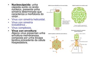 Nucleocápsida:  unha cápsida xunto co ácido nucleico, presenta unha simetría determinada que caracteriza a morfoloxía do virión . Virus con simetría helicoidal . Virus con simetría icosaédrica  .  Virus complexos. Virus con envoltura : Algúns virus presentan unha envoltura membranosa, composta por unha bicapa lipídica procedente da célula hospedadora.  