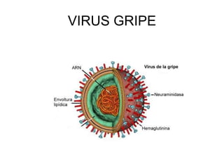 VIRUS GRIPE 