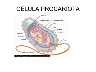 CÉLULA PROCARIOTA 