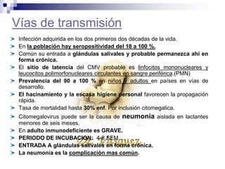 Vías de transmisión
Infección adquirida en los dos primeros dos décadas de la vida.
En la población hay seropositividad del 18 a 100 %.
Común su entrada a glándulas salivales y probable permanezca ahí en
forma crónica.
El sitio de latencia del CMV probable es linfocitos mononucleares y
leucocitos polimorfonucleares circulantes en sangre periférica.(PMN)
Prevalencia del 90 a 100 % en niños y adultos en países en vías de
desarrollo.
El hacinamiento y la escasa higiene personal favorecen la propagación
rápida.
Tasa de mortalidad hasta 30% enf. Por inclusión citomegalica.
Citomegalovirus puede ser la causa de neumonía aislada en lactantes
menores de seis meses.
En adulto inmunodeficiente es GRAVE.
PERIODO DE INCUBACION: 4-8 SEM.
ENTRADA A glándulas salivales en forma crónica.
La neumonía es la complicación mas común.
 