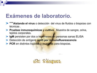 Exámenes de laboratorio.
***Aislando el virus o detección del virus de fluidos o biopsias con
técnicas .
Pruebas inmunoquímicas y cultivo . Muestra de sangre, orina,
tejidos corporales.
IgM persisten por dos a tres meses en personas sanas ELISA
Detección de antígeno pp65 por inmunofluorescencia
PCR en distintos líquidos y muestras para biopsias.
 