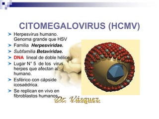 CITOMEGALOVIRUS (HCMV)
Herpesvirus humano.
Genoma grande que HSV
Familia Herpesviridae.
Subfamilia Betaviridae.
DNA lineal de doble hélice
Lugar N° 5 de los virus
herpes que afectan al
humano.
Esférico con cápside
icosaédrica.
Se replican en vivo en
fibroblastos humanos..
 