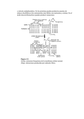 y retículo endoplasmático. En las proteínas pueden producirse puentes de
enlaces disulfídricos (los aminoácidos más lábiles son metionina y cistina). En el
ácido desoxirribonucleico pueden producir mutaciones.




     Figura 1.5.
     Arriba: estructura bioquímica de la membrana celular normal.
     Abajo: alteraciones producidas por radicales libres.
 