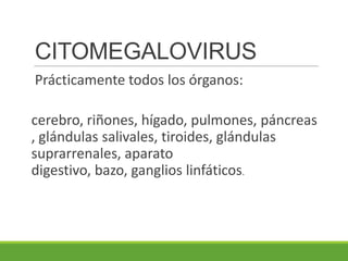 CITOMEGALOVIRUS
Prácticamente todos los órganos:
cerebro, riñones, hígado, pulmones, páncreas
, glándulas salivales, tiroides, glándulas
suprarrenales, aparato
digestivo, bazo, ganglios linfáticos.
 