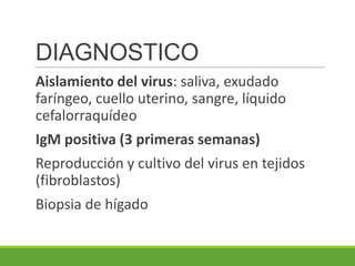 DIAGNOSTICO
Aislamiento del virus: saliva, exudado
faríngeo, cuello uterino, sangre, líquido
cefalorraquídeo
IgM positiva (3 primeras semanas)
Reproducción y cultivo del virus en tejidos
(fibroblastos)
Biopsia de hígado
 