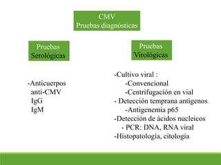 CMV
Pruebas diagnósticas
Pruebas
Serológicas
Pruebas
Virológicas
-Anticuerpos
anti-CMV
IgG
IgM
-Cultivo viral :
-Convencional
-Centrifugación en vial
- Detección temprana antígenos
-Antigenemia p65
-Detección de ácidos nucleicos
- PCR: DNA, RNA viral
-Histopatología, citología
 