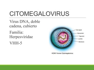 CITOMEGALOVIRUS
Virus DNA, doble
cadena, cubierto
Familia:
Herpesviridae
VHH-5
 