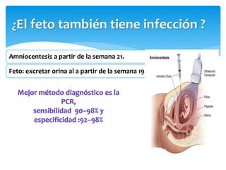 ¿El feto también tiene infección ?
Amniocentesis a partir de la semana 21.
Feto: excretar orina al a partir de la semana 19
 