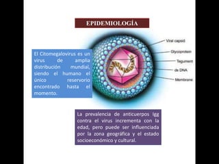 EPIDEMIOLOGÍA
El Citomegalovirus es un
virus de amplia
distribución mundial,
siendo el humano el
único reservorio
encontrado hasta el
momento.
La prevalencia de anticuerpos Igg
contra el virus incrementa con la
edad, pero puede ser influenciada
por la zona geográfica y el estado
socioeconómico y cultural.
 