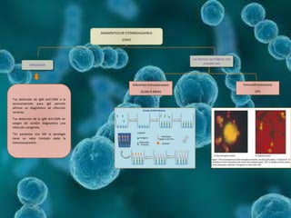 DIAGNÓSTICO DE CITOMEGALOVIRUS
(CMV)
SEROLOGÍA
*La detección de IgM anti-CMV o la
seroconversión para IgG permite
afirmar un diagnóstico de infección
reciente.
*La detección de la IgM anti-CMV en
sangre de cordón diagnostica una
infección congénita.
*En pacientes con VIH la serología
tiene un valor limitado dada la
inmunosupresión.
Las técnicas serológicas más
actuales son
Diferentes Inmunoensayos
(ELISA O MEIA)
Inmunofluorescencia
(IFI)
 