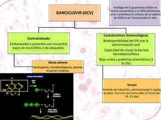 GANCICLOVIR (GCV)
Contraindicado
Embarazadas y pacientes con recuentos
bajos de neutrófilos o de plaquetas.
Efecto adverso
Neutropenia, trombocitopenia, anemia,
erupción cutánea.
Características farmacológicas
Biodisponibilidad del 5% tras la
administración oral
Capacidad de cruzar la barrera
hematoencefálica
Baja unión a proteínas plasmáticas (1
%-2%)
Terapia
Período de inducción, administrando 5 mg/kg
de peso vía iv en una hora cada 12 horas por
14- 21 días
Análogo de la guanosina inhibe en
forma competitiva a la ADN polimerasa
viral y enlentece la síntesis de la cadena
de ADN al ser incorporado en ella.
 