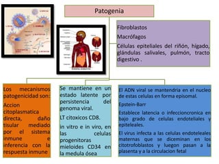 Patogenia
El ADN viral se mantendria en el nucleo
de estas celulas en forma episomal.
Epstein-Barr
Establece latencia o infeccioncronica en
bajo grado de celulas endoteliales y
epiteleales.
El virus infecta a las celulas endoteleales
maternas que se diceminan en los
citotrofoblastos y luegon pasan a la
plasenta y a la circulacion fetal
Se mantiene en un
estado latente por
persistencia del
genoma viral.
LT citoxicos CD8.
in vitro e in viro, en
las celulas
progenitoras
mieloides CD34 en
la medula ósea
Los mecanismos
patogenicidad son:
Accion
citoplasmatica
directa, daño
tisular mediado
por el sistema
inmune e
inferencia con la
respuesta inmune
Fibroblastos
Macrófagos
Células epiteliales del riñón, hígado,
glándulas salivales, pulmón, tracto
digestivo .
 