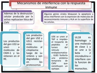Mecanismos de interferncia con la respuesta
inmune
Ademas de la destruccion
celular producida por la
activa replicacion litica del
CMV
Los productos
del gen US3 se
unen a
moléculas de
CMH-1 y las
retienen en el
RE.
Los productos
del gen US2 y
US11 reciclan
estas
moléculas al
citoplasma
luego de su
síntesis y son
degradadas
en los
proteosomas
Algunos genes virales bloquean la apoptosis y
otros interfieren con la expresion de moleculas de
reconocimiento inmune y HLA en la superficie de
las celulas.
US6 se unen al
TAP e impiden
el trasporte de
peptidos al
lumen del
reticulo
endoplasmatico
, UL83 fosforila
una proteina
temprana de
CMV que
constituyen un
epitope.
UL18 es
homologo a
una molecula
de clase 1 y
se une a la
beta 2
microbulina e
interfiere con
la funcion de
los
monocitos.
 