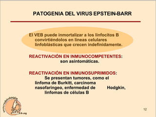 El VEB puede inmortalizar a los linfocitos B convirtiéndolos en líneas celulares linfoblásticas que crecen indefinidamente. REACTIVACIÓN EN INMUNOCOMPETENTES :  son asintomáticas. REACTIVACIÓN EN INMUNOSUPRIMIDOS :  Se presentan tumores, como el  linfoma de Burkitt, carcinoma  nasofaringeo, enfermedad de  Hodgkin,  linfomas de células B PATOGENIA DEL VIRUS EPSTEIN-BARR 