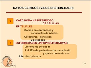 DATOS CLÍNICOS (VIRUS EPSTEIN-BARR)  ENFERMEDADES LINFOPROLIFERATIVAS :  Linfoma de células B 1 al 10% de pacientes con transplante  y que se presenta una infección primaria.  CARCINOMA NASOFARÍNGEO  DE CÉLULAS EPITELIALES:   Común en cantoneses y  esquimales de Alaska.   Cofactores.- genéticos  y dietéticos 4 5 