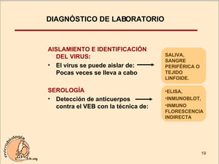 DIAGNÓSTICO DE LABORATORIO AISLAMIENTO E IDENTIFICACIÓN DEL VIRUS : El virus se puede aislar de: Pocas veces se lleva a cabo SEROLOGÍA Detección de anticuerpos  contra el VEB con la técnica de: SALIVA,  SANGRE PERIFÉRICA O TEJIDO LINFOIDE. ELISA, INMUNOBLOT, INMUNO  FLORESCENCIA INDIRECTA 