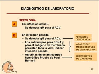 SEROLOGÍA:     En infección actual.- Se detecta IgM para el ACV En infección pasada.-   Se detecta IgG para el ACV, Los anticuerpos para EBNA y para el antígeno de membrana  persisten toda la vida, indican infección pasada. Aglutinación de anticuerpos heterófilos Prueba de Paul Bunnell A B DIAGNÓSTICO DE LABORATORIO PERSISTEN DE POR VIDA APARECEN 3 MESES DESPUÉS DE LA INFECCIÓN (ERITROCITOS DE CARNERO). 